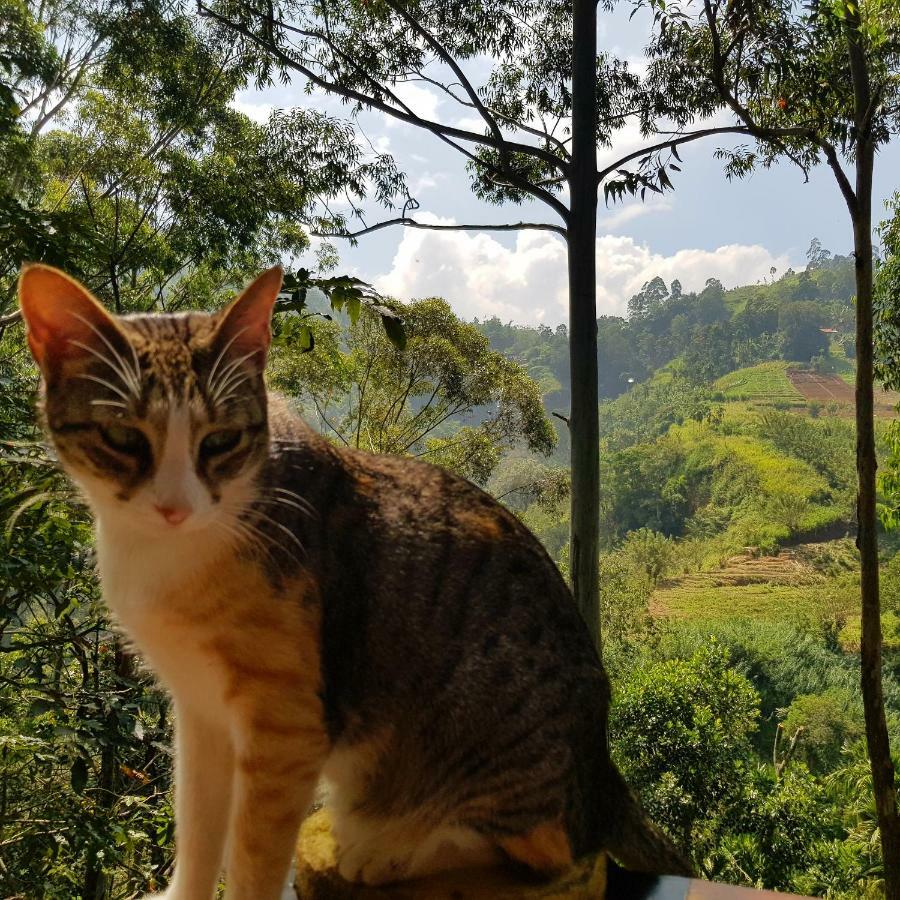 Waterfalls Homestay Ella Εξωτερικό φωτογραφία
